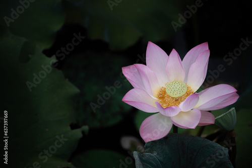 Closeup view of lotus flower in pond