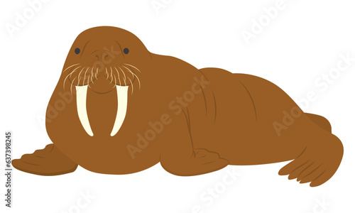 セイウチのイラスト