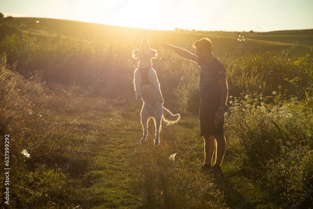 Naklejka premium summer lakeside with a dog