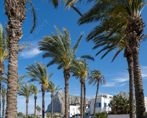 Palm trees on San Vito lo Capo beach against blue sky.