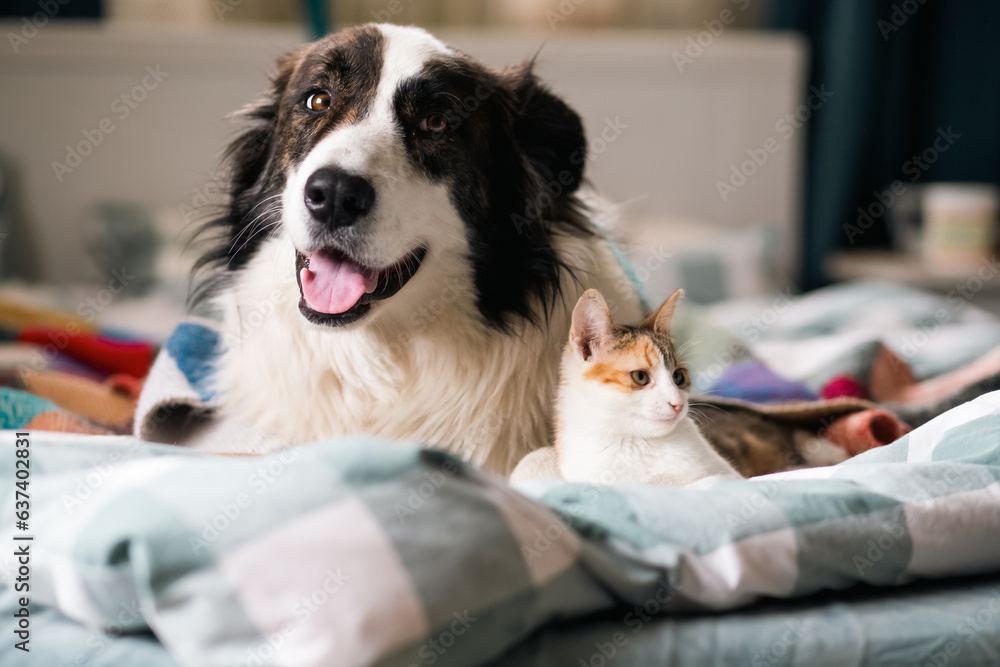 cute little cat and dog in bed at home