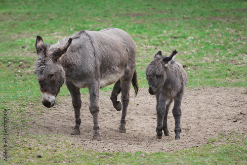 The brown grey donkey with cute baby in the field 