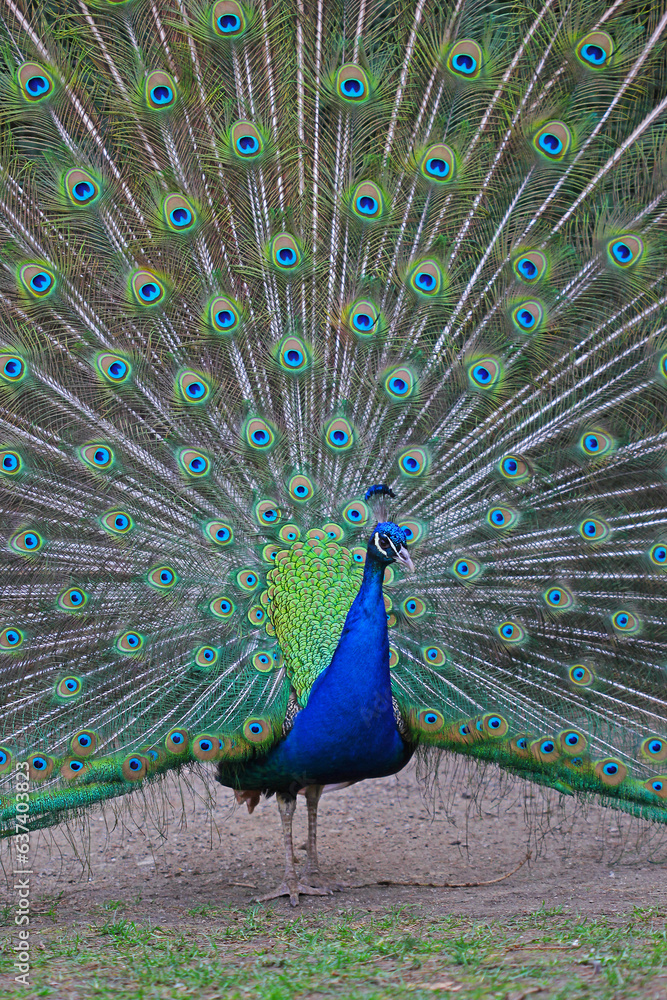 Obraz premium the portrait of the peacock with fully open tail