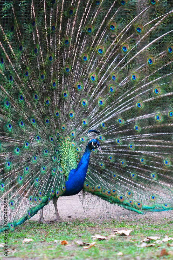 Naklejka premium the portrait of the peacock with fully open tail