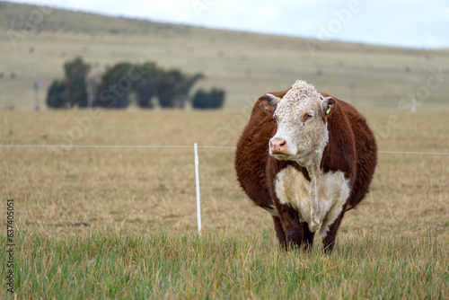 Polled Hereford cow visibly pregnant in a field with some mountains behind . Copy space