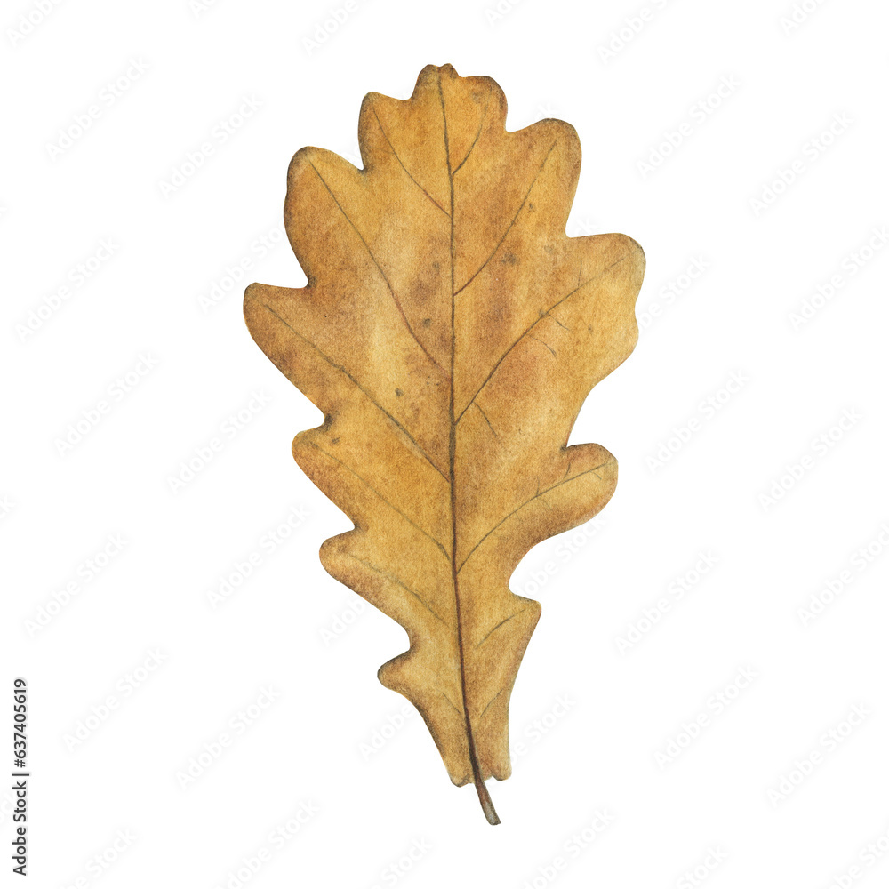 Handpainted watercolor illustrations with autumn oak leaf Handpainted watercolor illustrations with autumn oak leaf