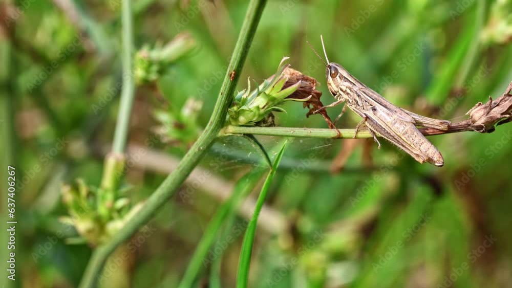 grasshopper on grass. Static close up shot grasshopper on grass. Static close up shot