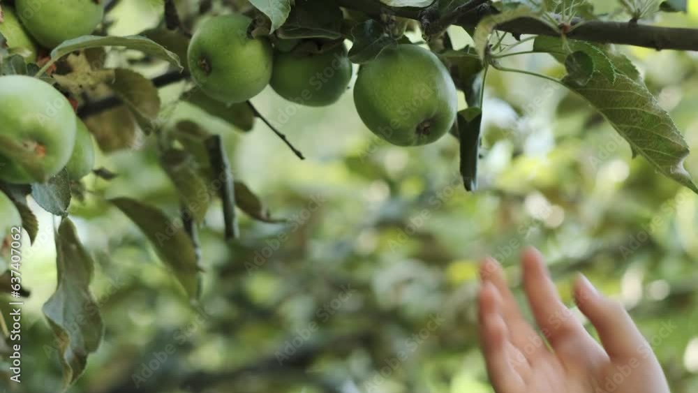 A teenager' hand in the garden picks green apples from a tree branch. A teenager' hand in the garden picks green apples from a tree branch.