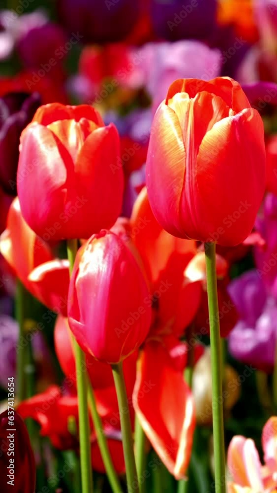 Blooming tulips flowerbed close up. Lisse, the Netherlands. Blooming tulips flowerbed close up. Lisse, the Netherlands.