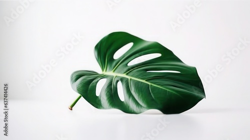 Monstera aesthetics leaf isolated on white background