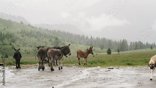 Donkeys graze in the Carpathian mountains during the rain on the Transalpina road in Romania photo