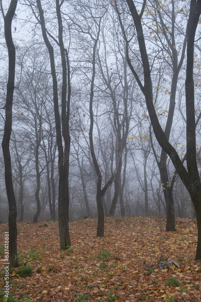 Bare tree branches in a foggy autumn park