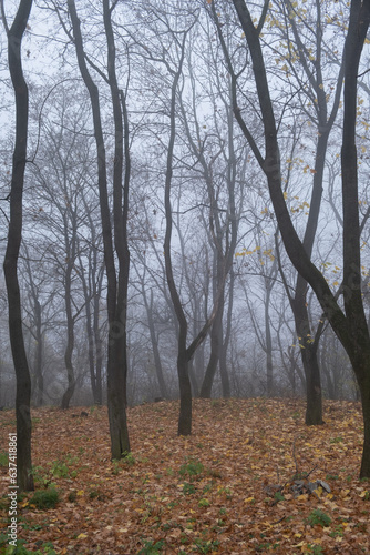 Bare tree branches in a foggy autumn park