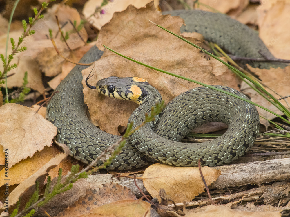 Obraz premium snake in the grass