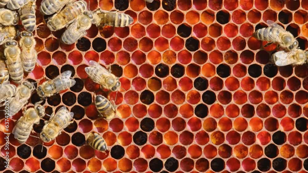 Bee pollen stored in the combs. Inside the Beehive A wax cells with honey and