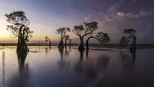 The dancing mangrove tree at Sumba Island, Indonesia during sunset photo