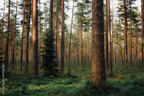 forest in summer