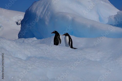 penguin on snow