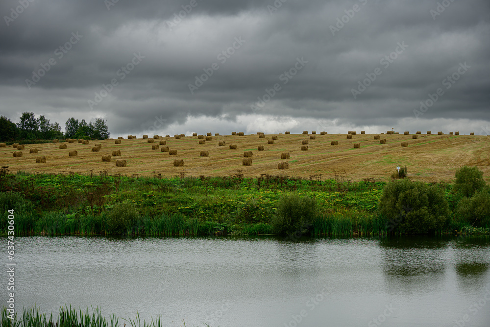Wheat field Wheat field