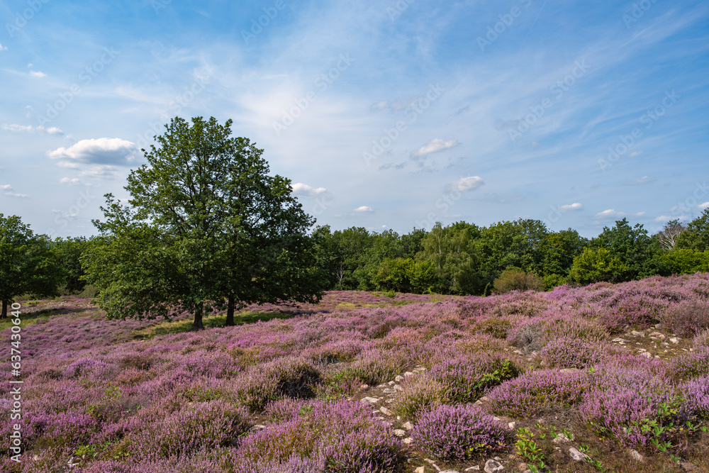 Φωτογραφία View over the flowering heath near Neu Bamberg/Germany in Rhineland-Palatinate