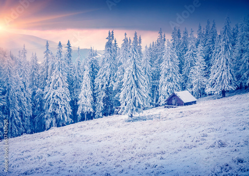 Frosty winter sunrise in mountain farm with snow covered fir trees. Majestic outdoor scene  Happy New Year celebration concept. Beauty of countryside concept background..
