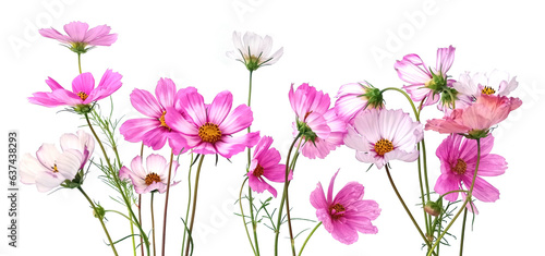 Border of flowers Cosmos isolated on white background.