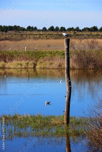 Seagulls resting on Lake Vrana, Croatia. photo