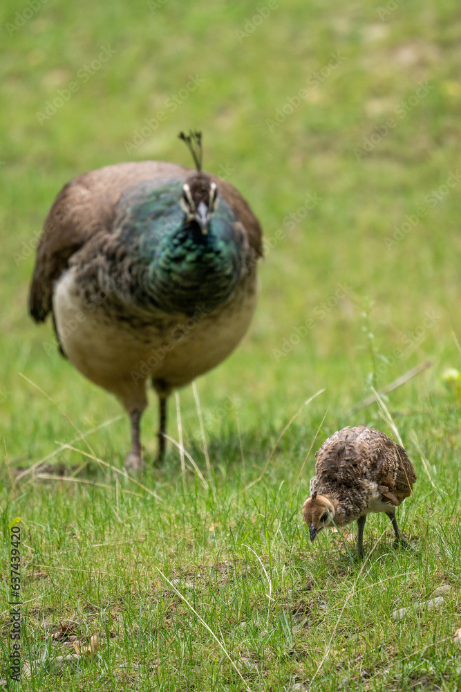 A young peacock outside on the lawn and a female. A young peacock outside on the lawn and a female.