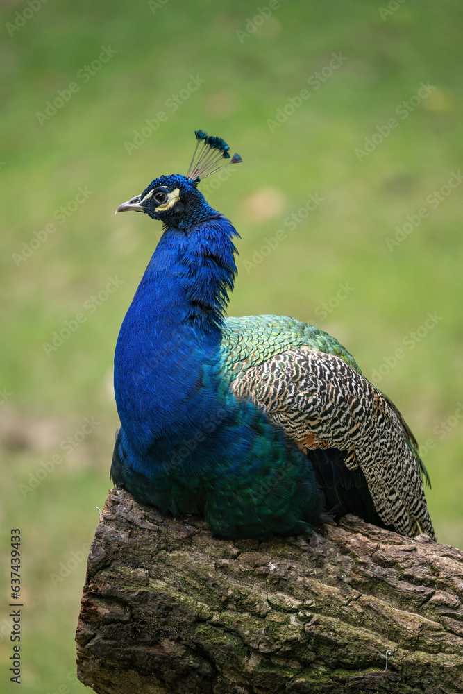 Obraz premium Adult male peacock resting on a trunk.