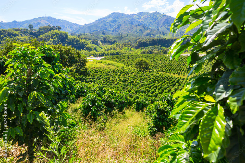 Coffee plantation Coffee plantation