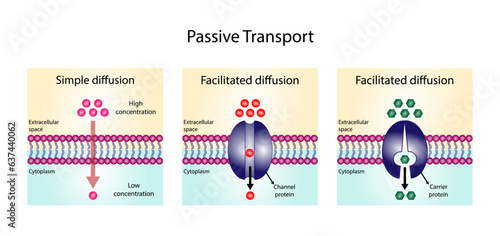 Passive Transport. Simple diffusion through the lipid bilayer and Facilitated Diffusion through a specific or non specific transporter protein. Vector illustration.
