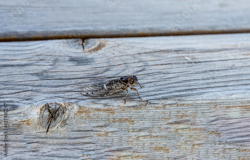 a large gray cicada hiding from the sun in natural conditions on a summer day