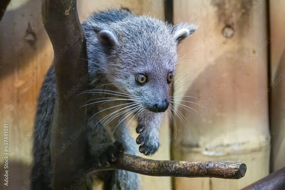 Binturong - a cub bred in captivity. Binturong - a cub bred in captivity.