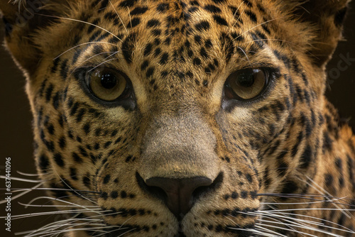 Close-up portrait of a leopard head. photo