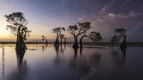 The dancing mangrove tree at Sumba Island, Indonesia during sunset