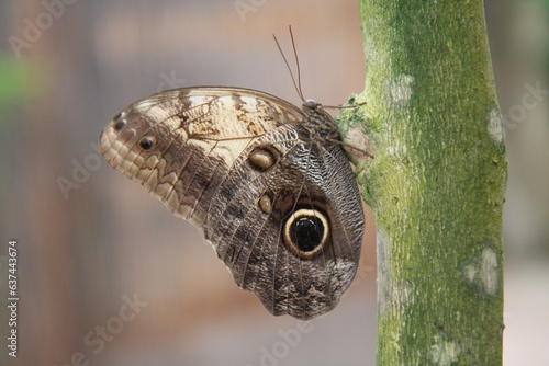 Mariposa beige marrón Caligo telamonius photo