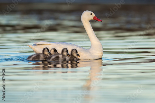Photography Coscoroba swan with cygnets swimming in a lagoon , La Pampa Province, Patagonia, Argentina