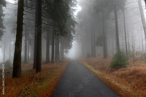 Road, forest and fog, autumn
