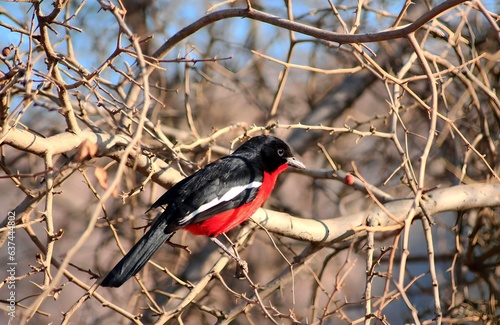 Crimson-Breasted Shrike enjoying morning sun in a thorn tree photo