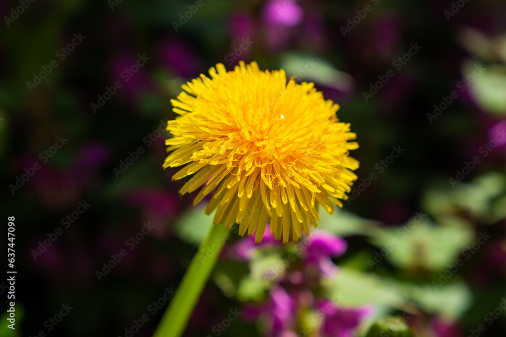 dandelion, yellow flower, wildflowers, spring flowers, bouquet of dandelions dandelion, yellow flower, wildflowers, spring flowers, bouquet of dandelions