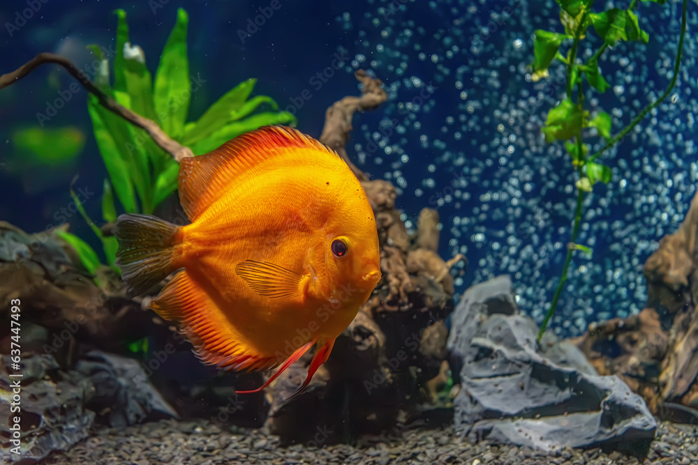 Beautiful bright yellow fish in the aquarium, Symphysodon discus. Tropical fish on the background of aquatic plants in oceanarium pool Beautiful bright yellow fish in the aquarium, Symphysodon discus. Tropical fish on the background of aquatic plants in oceanarium pool
