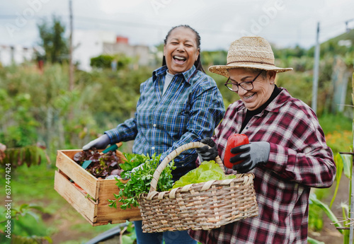 Fotografia Happy multiracial senior women having fun during harvest period in the garden -
