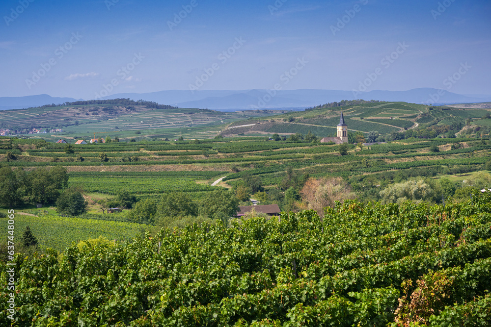 View over the Vineyards of Bickensohl In The Imperial Chair. n the background the spire of Oberrotweil/Vogtsburg. Breisgau, Baden-Wuerttemberg, Germany, Europe