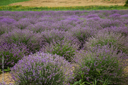 area of       lavender field  lavender bushes  purple flowers