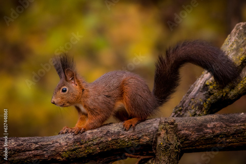 Red Squirel in the woods, scoiato rosso 