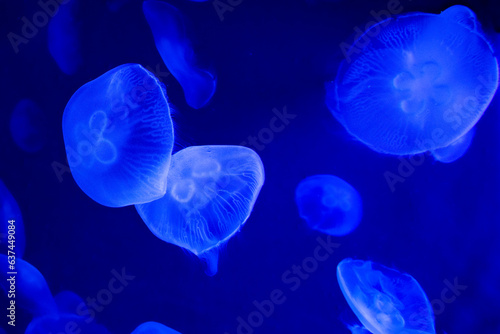 Jellyfish, meduse, Genova, Italy © andrea
