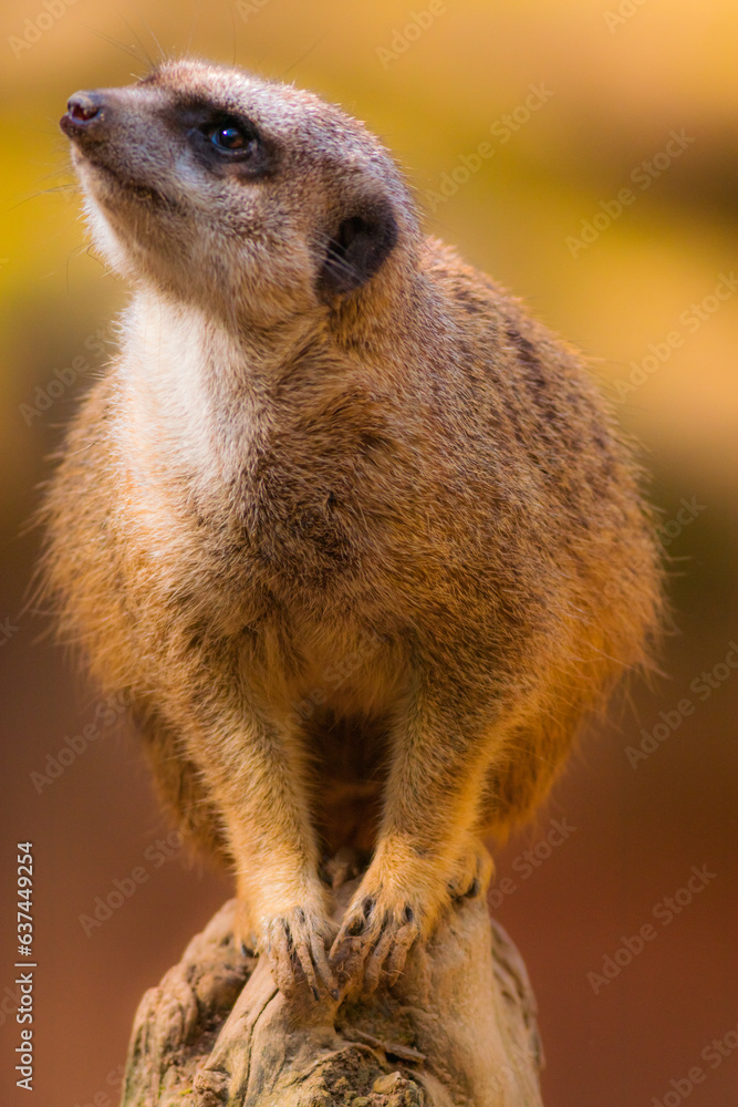 Fototapeta premium meerkat on guard duty