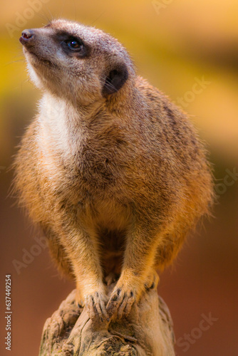 meerkat on guard duty © andrea