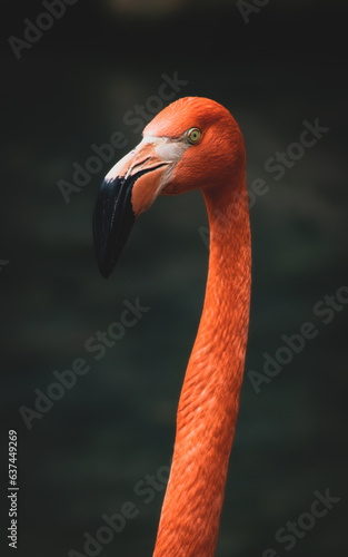 Pink Flamingo, Fenicottero Rosa © andrea