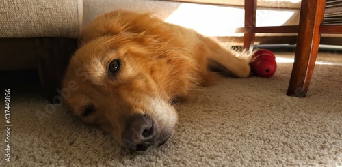 Sleepy Golden Retriever Looking at Camera 